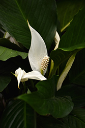 Peace Lily (Spathiphyllum wallisii) at Sargent's Nursery