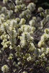 Blue Shadow Fothergilla (Fothergilla major 'Blue Shadow') at Sargent's Nursery