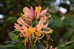 Goldflame Honeysuckle (Lonicera x heckrottii) at Sargent's Nursery