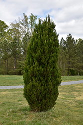 Spartan Juniper (Juniperus chinensis 'Spartan') at Sargent's Nursery