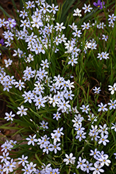 Narrowleaf Blue-Eyed Grass (Sisyrinchium angustifolium) at Sargent's Nursery
