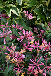 Goldflame Honeysuckle (Lonicera x heckrottii) at Sargent's Nursery