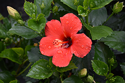 Flaming Wind Hibiscus (Hibiscus rosa-sinensis 'Flaming Wind') at Sargent's Nursery