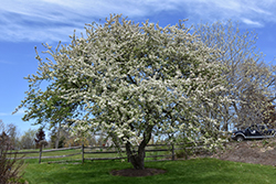 Snowdrift Flowering Crab (Malus 'Snowdrift') at Sargent's Nursery