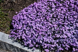 Purple Beauty Moss Phlox (Phlox subulata 'Purple Beauty') at Sargent's Nursery