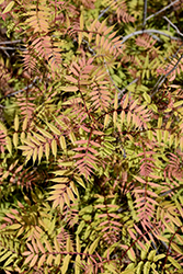 Sem False Spirea (Sorbaria sorbifolia 'Sem') at Sargent's Nursery