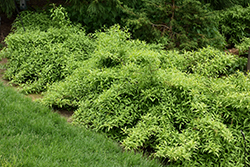 Gold Tide Forsythia (Forsythia x intermedia 'Courtasol') at Sargent's Nursery