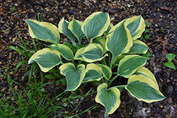 Liberty Hosta (Hosta 'Liberty') at Sargent's Nursery