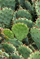Prickly Pear Cactus (Opuntia humifusa) at Sargent's Nursery