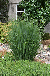 Northwind Switch Grass (Panicum virgatum 'Northwind') at Sargent's Nursery