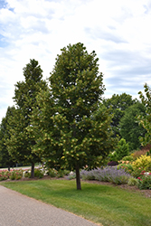 Boulevard Linden (Tilia americana 'Boulevard') at Sargent's Nursery