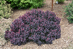 Concorde Japanese Barberry (Berberis thunbergii 'Concorde') at Sargent's Nursery