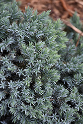 Blue Star Juniper (Juniperus squamata 'Blue Star') at Sargent's Nursery