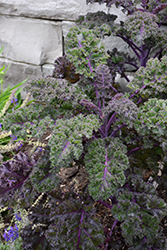 Redbor Kale (Brassica oleracea var. acephala 'Redbor') at Sargent's Nursery