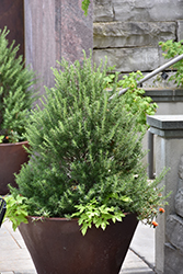 Tuscan Blue Rosemary (Rosmarinus officinalis 'Tuscan Blue') at Sargent's Nursery