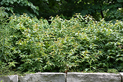 Bush Honeysuckle (Diervilla lonicera) at Sargent's Nursery
