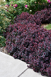 Concorde Japanese Barberry (Berberis thunbergii 'Concorde') at Sargent's Nursery
