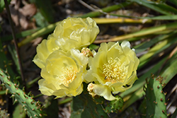 Prickly Pear Cactus (Opuntia humifusa) at Sargent's Nursery
