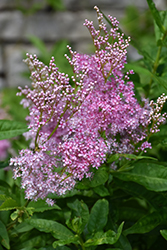 Venusta Queen Of The Prairie (Filipendula rubra 'Venusta') at Sargent's Nursery