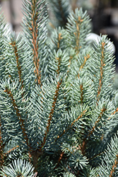 Blue Totem Spruce (Picea pungens 'Blue Totem') at Sargent's Nursery