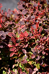 Golden Ruby Barberry (Berberis thunbergii 'Goruzam') at Sargent's Nursery