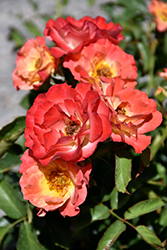 Coral Cove Rose (Rosa 'Coral Cove') at Sargent's Nursery