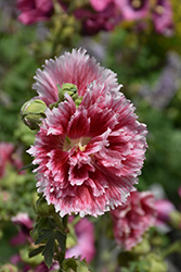 Fiesta Time Hollyhock (Alcea rosea 'Fiesta Time') at Sargent's Nursery