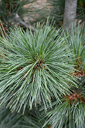 Silver Whispers Swiss Stone Pine (Pinus cembra 'Silver Whispers') at Sargent's Nursery