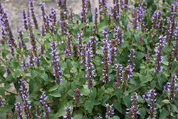 Little Adder Hyssop (Agastache rugosa 'Little Adder') at Sargent's Nursery