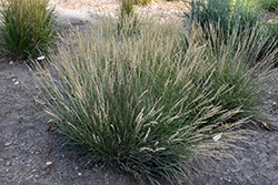Sideoats Grama (Bouteloua curtipendula) at Sargent's Nursery