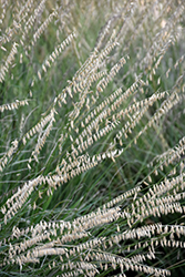 Sideoats Grama (Bouteloua curtipendula) at Sargent's Nursery