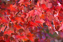 Autumn Radiance Red Maple (Acer rubrum 'Autumn Radiance') at Sargent's Nursery