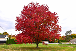 Red Maple (Acer rubrum) at Sargent's Nursery