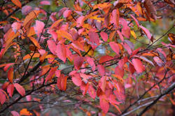 American Hornbeam (Carpinus caroliniana) at Sargent's Nursery