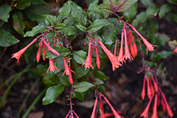 Gartenmeister Fuchsia (Fuchsia 'Gartenmeister Bonstedt') at Sargent's Nursery