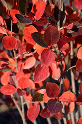 Viking Chokeberry (Aronia x prunifolia 'Viking') at Sargent's Nursery