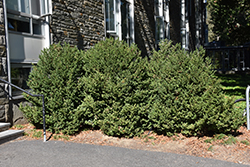 Green Mountain Boxwood (Buxus 'Green Mountain') at Sargent's Nursery