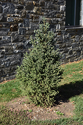 Yukon Blue Spruce (Picea glauca 'Yukon Blue') at Sargent's Nursery