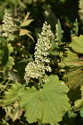 Autumn Bride Hairy Alumroot (Heuchera villosa 'Autumn Bride') at Sargent's Nursery