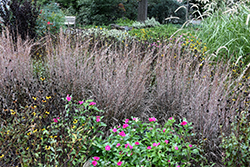 Standing Ovation Bluestem (Schizachyrium scoparium 'Standing Ovation') at Sargent's Nursery