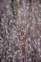 Standing Ovation Bluestem (Schizachyrium scoparium 'Standing Ovation') at Sargent's Nursery