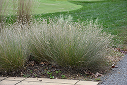 Blonde Ambition Blue Grama Grass (Bouteloua gracilis 'Blonde Ambition') at Sargent's Nursery