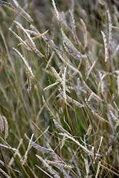 Blonde Ambition Blue Grama Grass (Bouteloua gracilis 'Blonde Ambition') at Sargent's Nursery