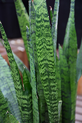 Snake Plant (Sansevieria trifasciata) at Sargent's Nursery