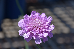 Flutter Rose Pink Pincushion Flower (Scabiosa columbaria 'Balfluttropi') at Sargent's Nursery