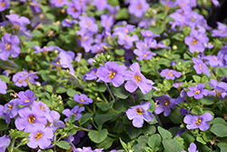 MegaCopa Blue Bacopa (Sutera cordata 'Balmecoblu') at Sargent's Nursery