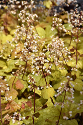 Champagne Coral Bells (Heuchera 'Champagne') at Sargent's Nursery