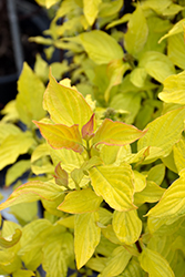 Neon Burst Dogwood (Cornus alba 'ByBoughen') at Sargent's Nursery