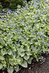 Jack Frost Bugloss (Brunnera macrophylla 'Jack Frost') at Sargent's Nursery