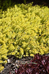 Angelina Stonecrop (Sedum rupestre 'Angelina') at Sargent's Nursery